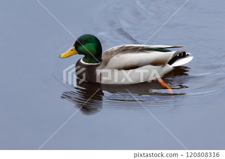 The most famous and common wild duck. The most famous and common wild duck. 120808316