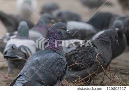 Large orange eye iris of common pidgeon. 120808317