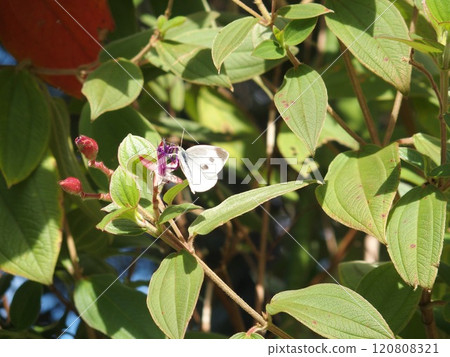 白蝴蝶 120808321