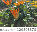 Casania buds 120808378