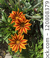 Kazania Stripe 120808379