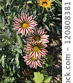 Casania Stripe Pink 120808381