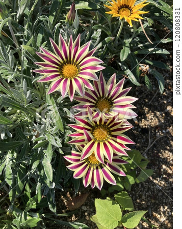 Casania Stripe Pink Casania Stripe Pink 120808381