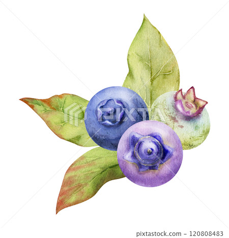 Blueberry blackberry bunch with green leaves, hand drawn in watercolor, ripe forest purple berry. Isolated botanical illustration garland, for restaurant, dessert cafe menu, wedding, farmers market Blueberry blackberry bunch with green leaves, hand drawn in watercolor, ripe forest purple berry. Isolated botanical illustration garland, for restaurant, dessert cafe menu, wedding, farmers market 120808483