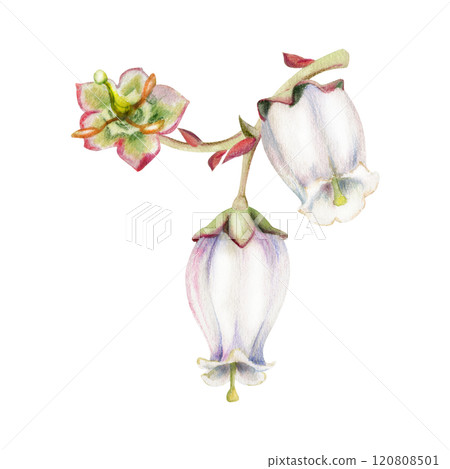 Blueberry white bell flower, bud on branch, hand drawn in watercolor, inflorescence wildflower botanical illustration. Isolated buttonhole composition. Scrapbooking, wedding, florist shop, decoupage Blueberry white bell flower, bud on branch, hand drawn in watercolor, inflorescence wildflower botanical illustration. Isolated buttonhole composition. Scrapbooking, wedding, florist shop, decoupage 120808501