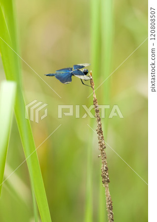 Butterfly dragonfly 120808507