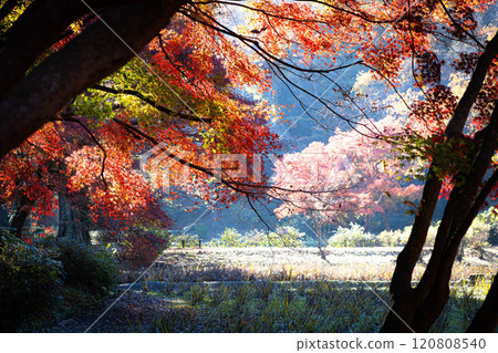 Autumn leaves of Izumi Nature Park 120808540
