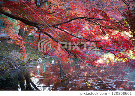 Izumi自然公園秋葉 120808601