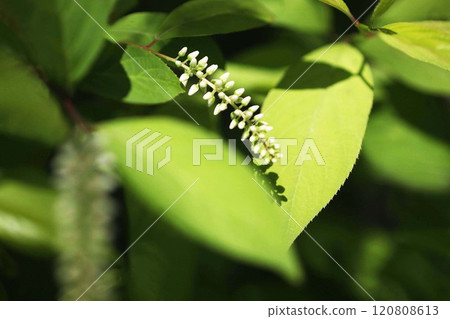 神葉之珠開始開花 神葉之珠開始開花 120808613