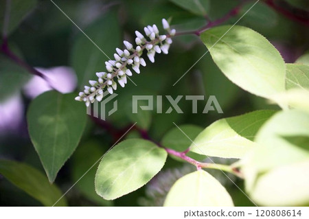 神葉之珠開始開花 神葉之珠開始開花 120808614