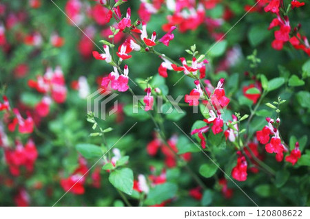 盛開的櫻花鼠尾草花 盛開的櫻花鼠尾草花 120808622