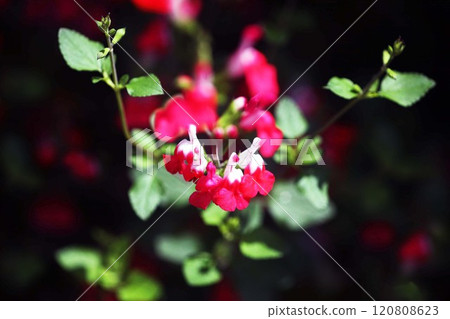 櫻桃鼠尾草白色和紅色的花朵 櫻桃鼠尾草白色和紅色的花朵 120808623