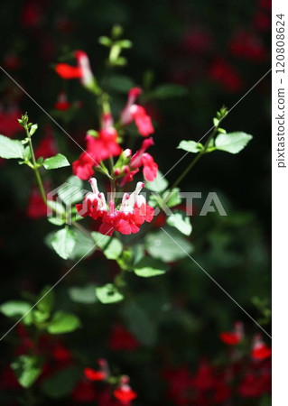 櫻桃鼠尾草白色和紅色的花朵 櫻桃鼠尾草白色和紅色的花朵 120808624