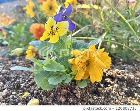 Pansy Yellow Orange Pansy Yellow Orange 120808735
