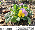 Pansy Yellow Light Purple 120808736