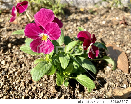 Pansy red purple 120808737