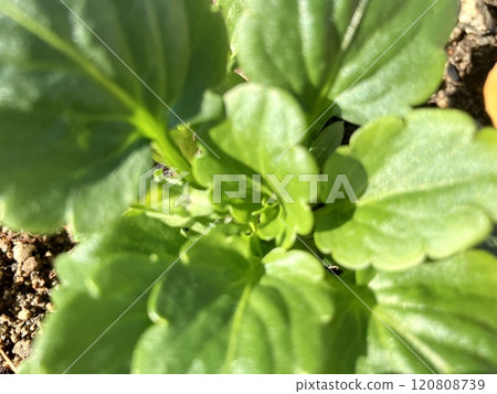 Pansy leaf close-up 120808739