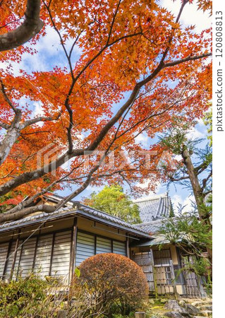 Late autumn Japanese garden: Autumn leaves 120808813