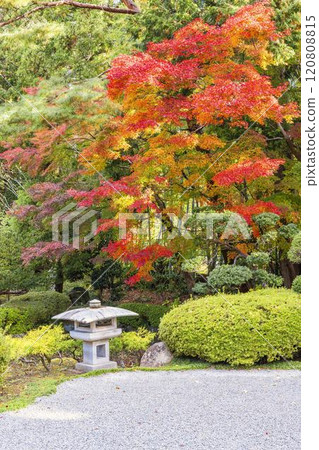 深秋的日本庭園，秋葉 120808815