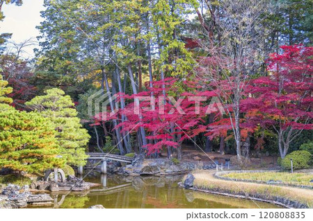 Late autumn Japanese garden: Autumn leaves 120808835