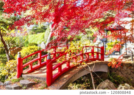 Late autumn Japanese garden: Autumn leaves Late autumn Japanese garden: Autumn leaves 120808848