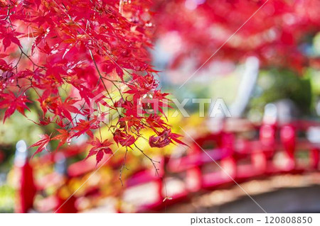 深秋的日本庭園,秋葉 深秋的日本庭園,秋葉 120808850