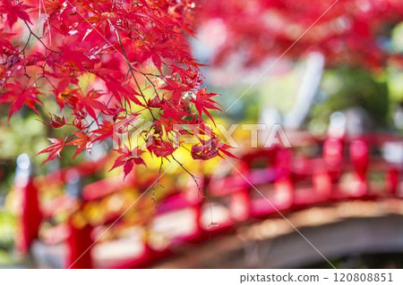Late autumn Japanese garden: Autumn leaves Late autumn Japanese garden: Autumn leaves 120808851