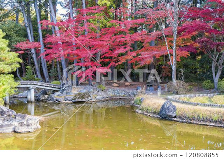 深秋的日本庭園，秋葉 120808855
