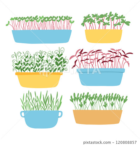 Hand drawn microgreens in pots. Vector illustration in flat style isolated on white background. Micro green. Beets, lettuce, cabbage, sorrel, onion, radish, arugula, peas. Growing superfood at home. 120808857