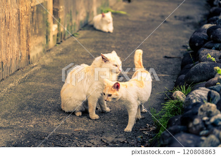 Wild Cats: Cats in the Evening 120808863