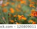  Kivanacosmos 120809011