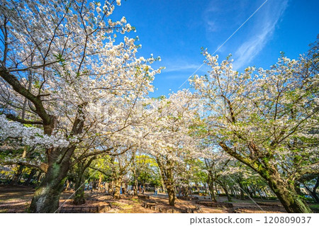 Shikidai Park 120809037