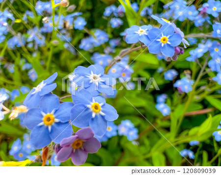 When forget-me-nots bloom: the colors of spring 120809039