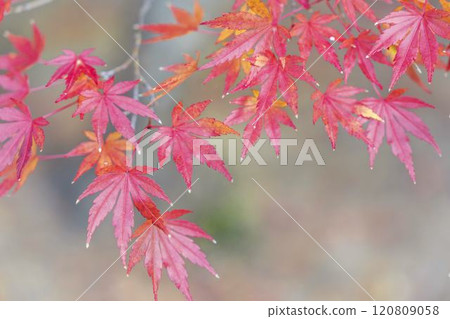 Japanese garden in late autumn: Autumn leaves (momiji) 120809058