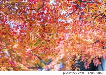 深秋的日本庭園，秋葉（紅葉） 120809068