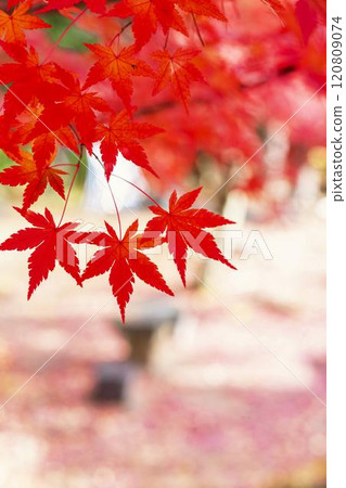 Japanese garden in late autumn: Autumn leaves (momiji) 120809074