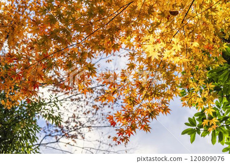 Japanese garden in late autumn: Autumn leaves (momiji) Japanese garden in late autumn: Autumn leaves (momiji) 120809076