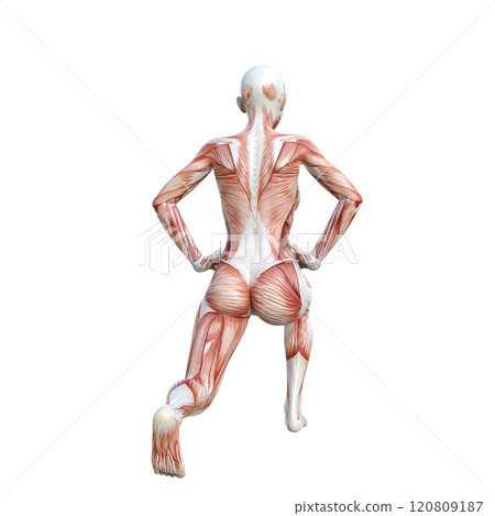 Back view full body 3D illustration of a muscle anatomy woman doing split squats (squat position) 120809187