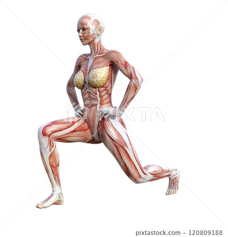 3D illustration of a woman doing split squat stretching exercises (facing left) 120809188