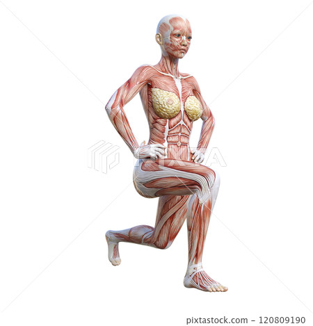 3D illustration of a woman doing split squats in a sideways position (right-facing) 120809190