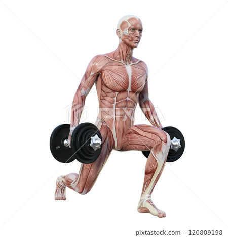 3D illustration of a man with muscle anatomy doing split squats with dumbbells (facing right) 120809198
