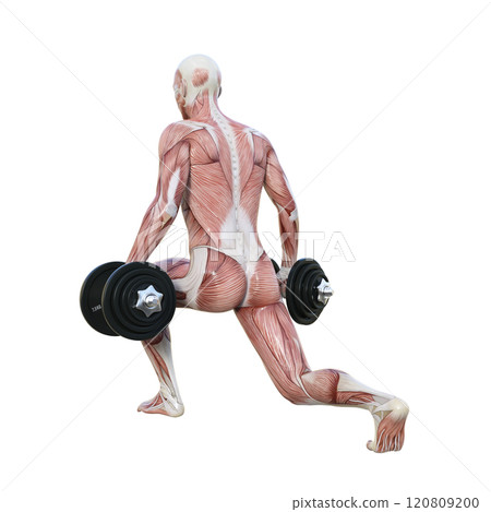 一名男子用啞鈴進行分腿蹲，面向後方的肌肉解剖圖 120809200