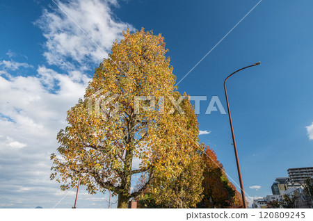 琵琶湖濱大津渚公園泛黃的樹木 120809245