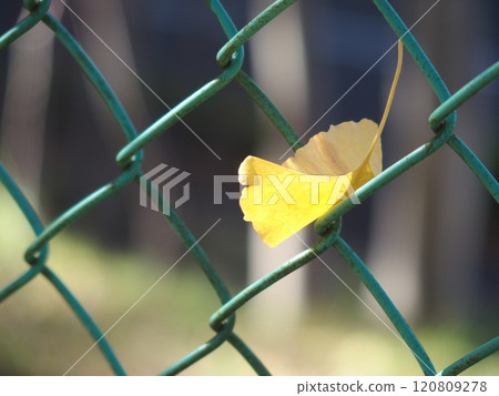 銀杏葉卡在柵欄上 120809278