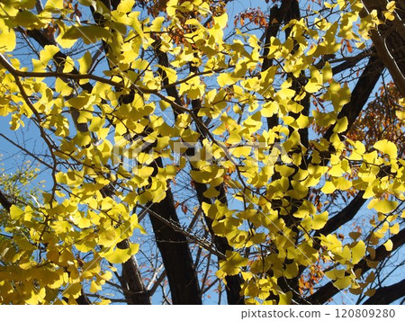 在藍天的銀杏樹billy 120809280