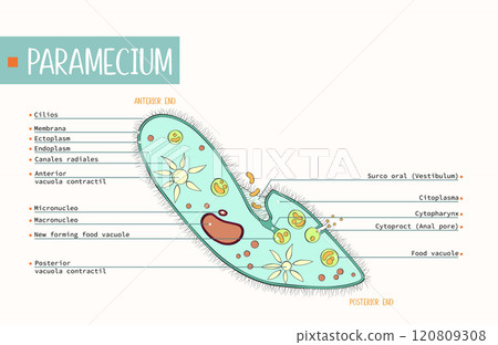 Paramecium structure labeled colorful illustrated on a white editable background. Paramecium structure labeled colorful illustrated on a white editable background. 120809308