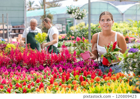 Young woman choosing celosia in flower shop 120809423