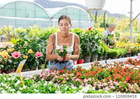 Girl walks through exhibition of ornamental plants, examines begonia in showcase 120809458