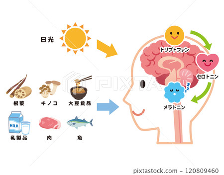 Serotonin secretion Tryptophan Melatonin Serotonin secretion Tryptophan Melatonin 120809460