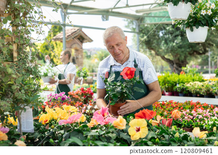 Elderly man holding hibiscus in pot 120809461